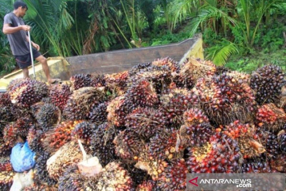 Antisipasi penurunan harga TBS, pemerintah perlu serap produk sawit dari petani kecil