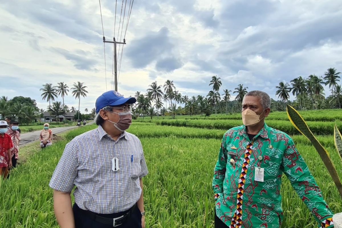 KSP kawal produksi padi biofortifikasi di Lampung jadi program prioritas