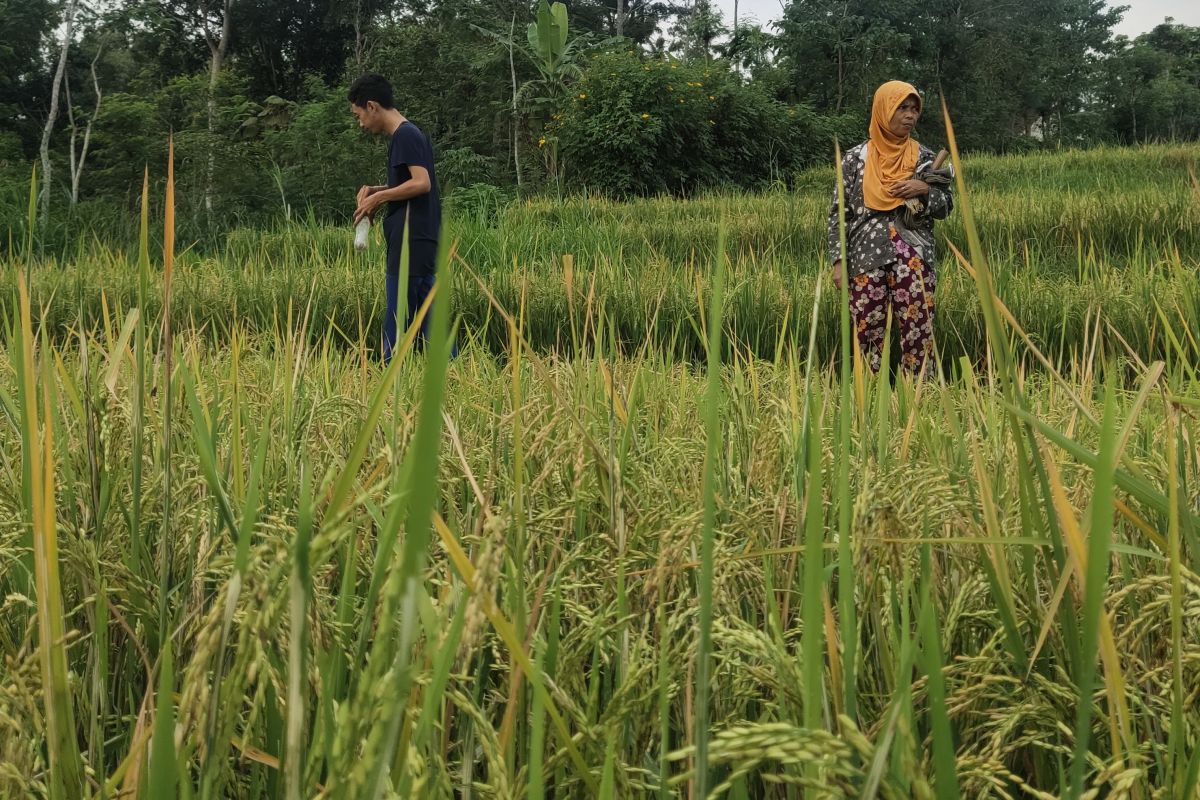 Palangka Raya Mayor urges youth to help develop agricultural sector