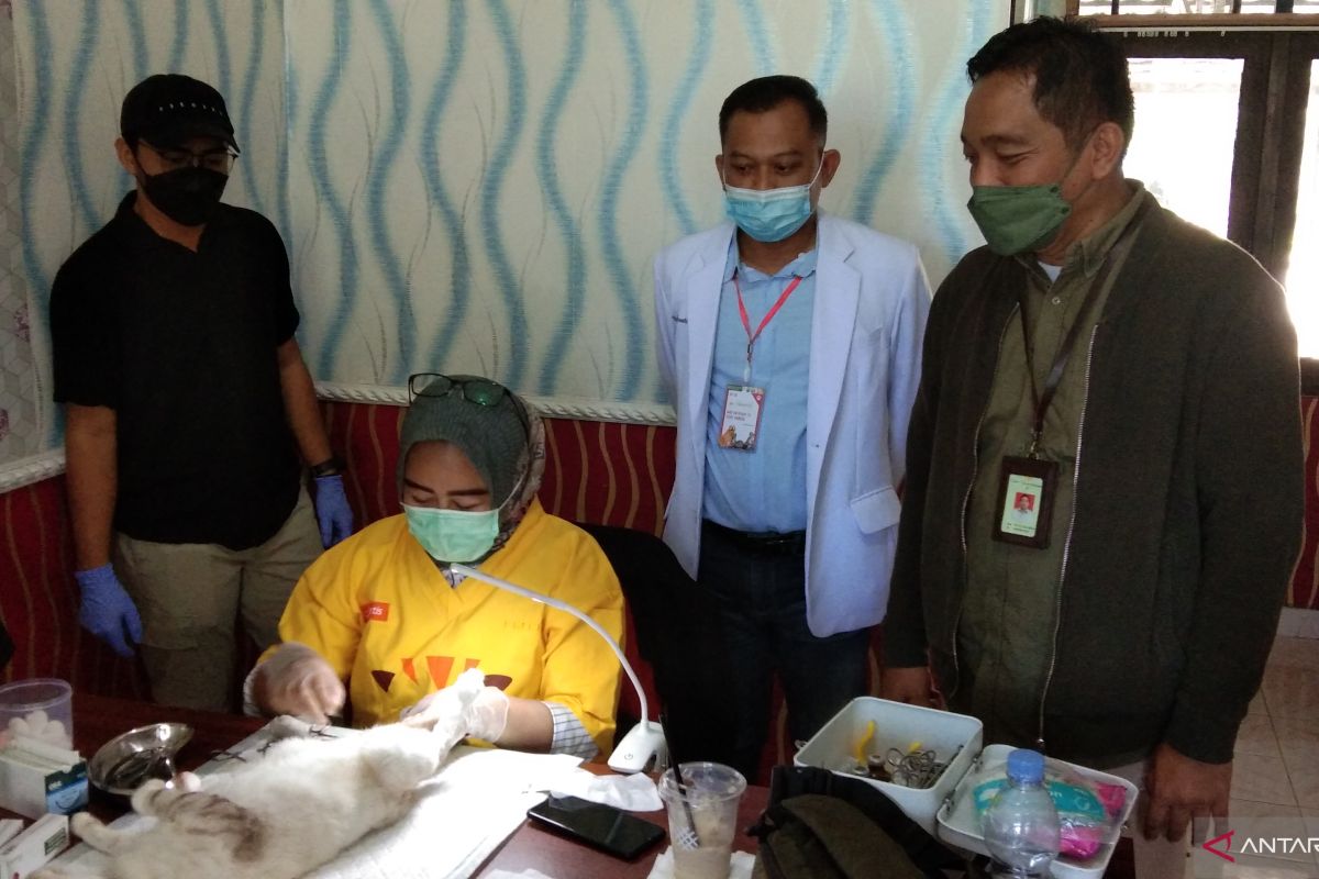 Balai Veteriner Banjarbaru vaksinasi dan kastrasi ratusan hewan