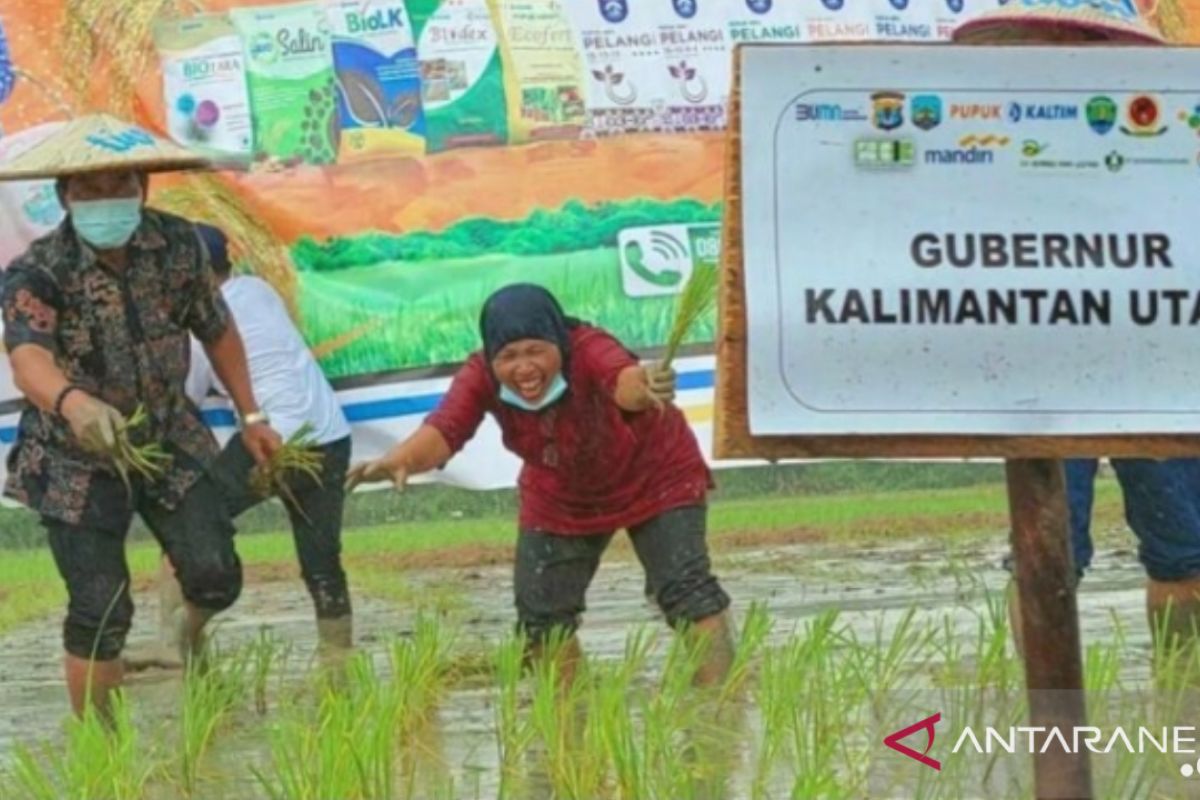 Nilai Tukar Petani Kaltara Naik 0,52 Persen