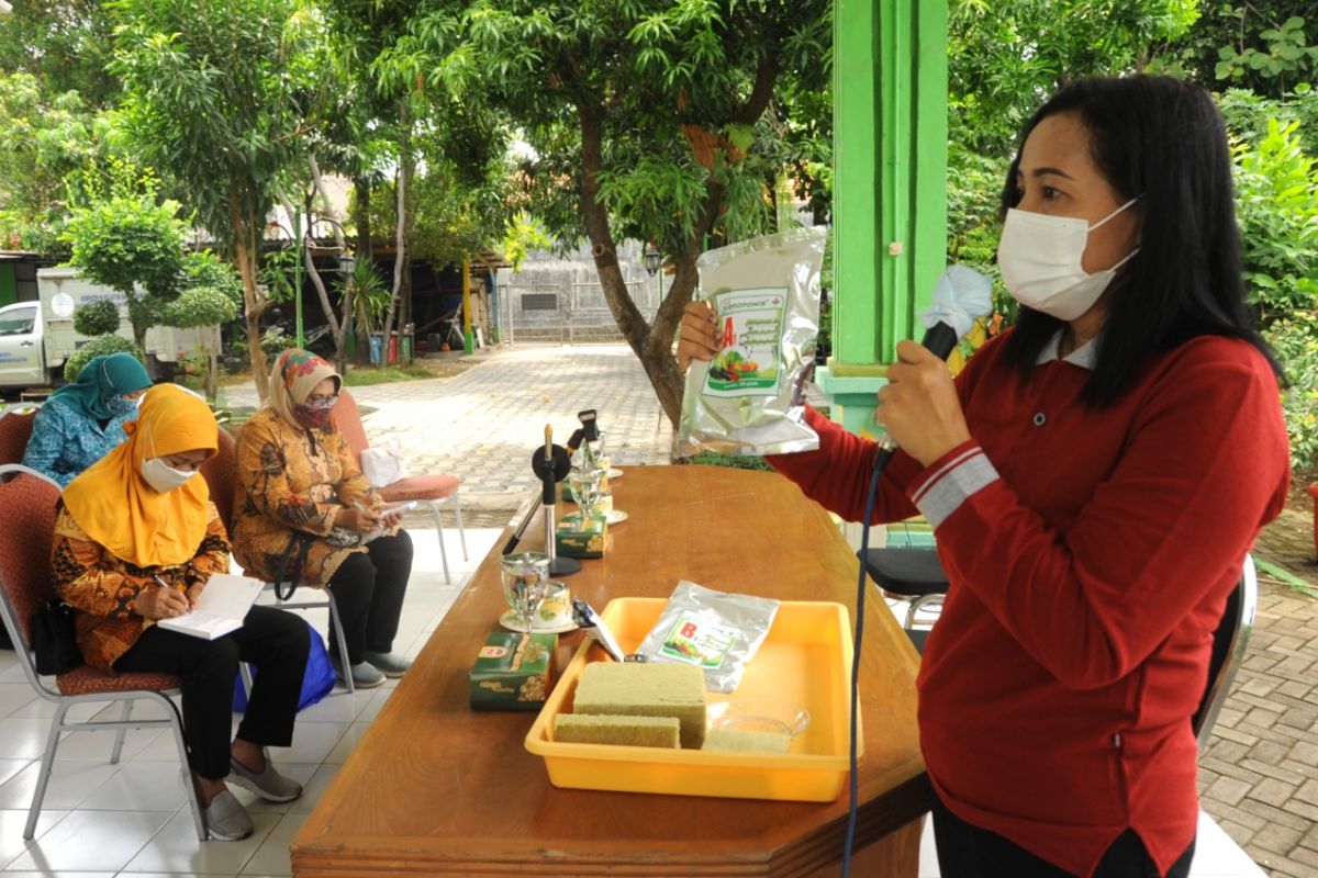 Budi daya tanaman hidroponik, upaya pemulihan ekonomi di Surabaya