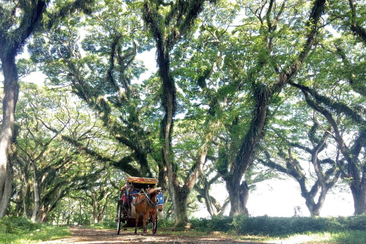 Pariwisata dibuka, Pemkab Banyuwangi luncurkan angkutan gratis untuk wisatawan