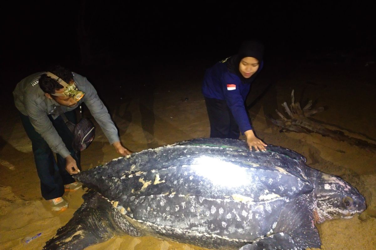 Penyu terbesar di dunia muncul di pesisir pantai Paloh Kalbar