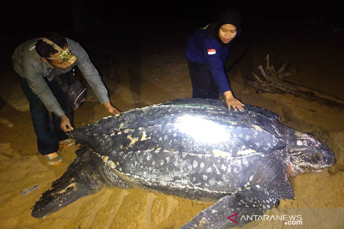 Penyu terbesar di dunia muncul di Pantai Paloh Kalbar