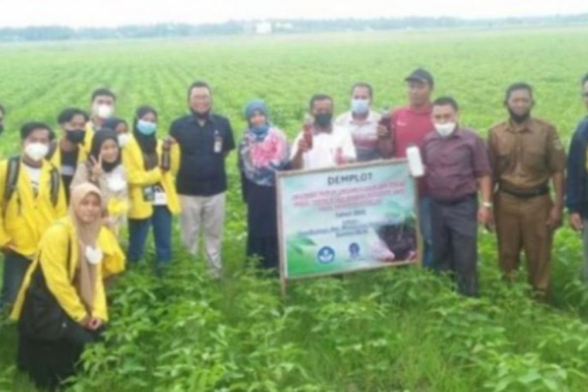 Unasman Sulbar dan UT kembangkan pupuk organik dari biogas kotoran sapi