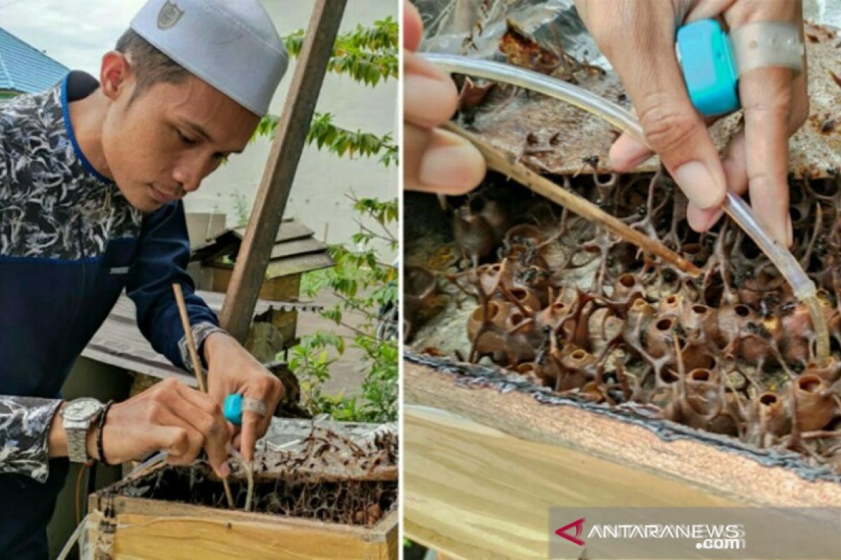 HSU residents beekeeping kelulut for honey