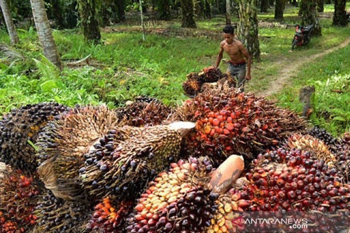 Ini saran Apkasindo Aceh terkait moratorium kelapa sawit