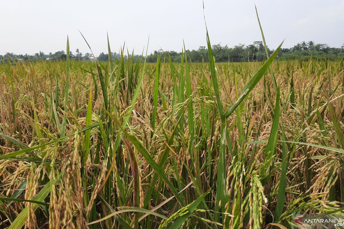 Tangerang dorong para petani tingkatkan produksi padi di tengah pandemi