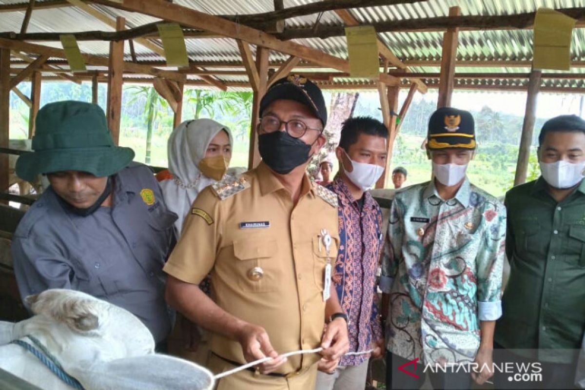 Bantuan 1.000 ekor sapi meningkatkan ekonomi masyarakat Solsel