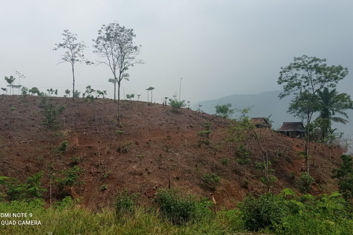 Petani Badui  garap ladang di kawasan perbukitan