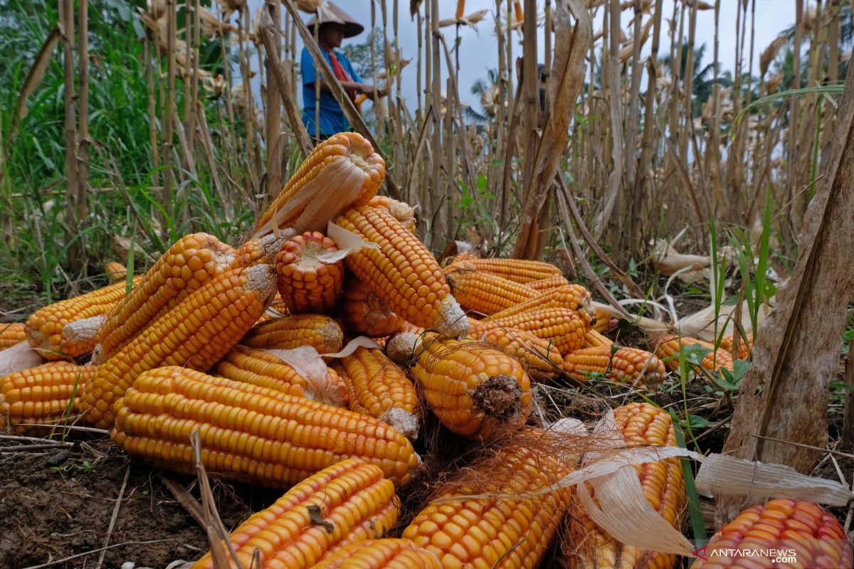 Pemerintah tugaskan Bulog untuk memasok 30 ribu ton jagung pakan