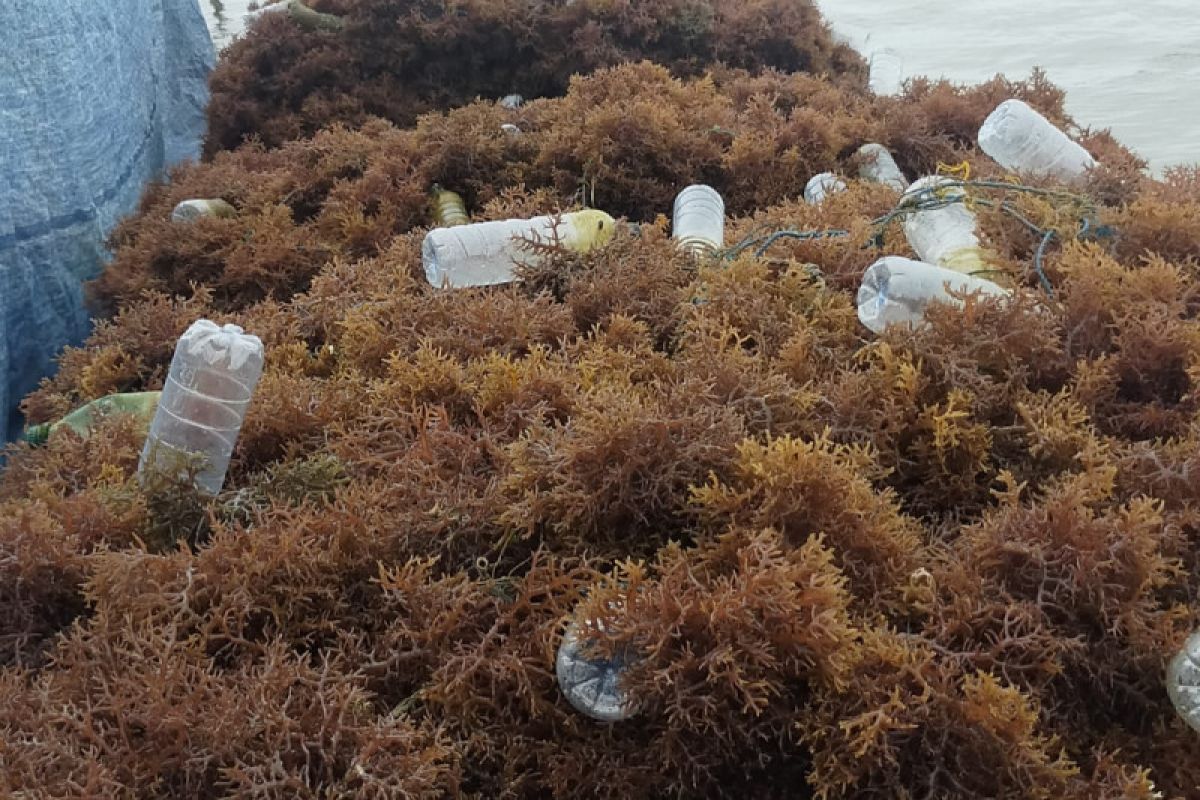 Pemkab Nunukan merancang perda retribusi rumput laut