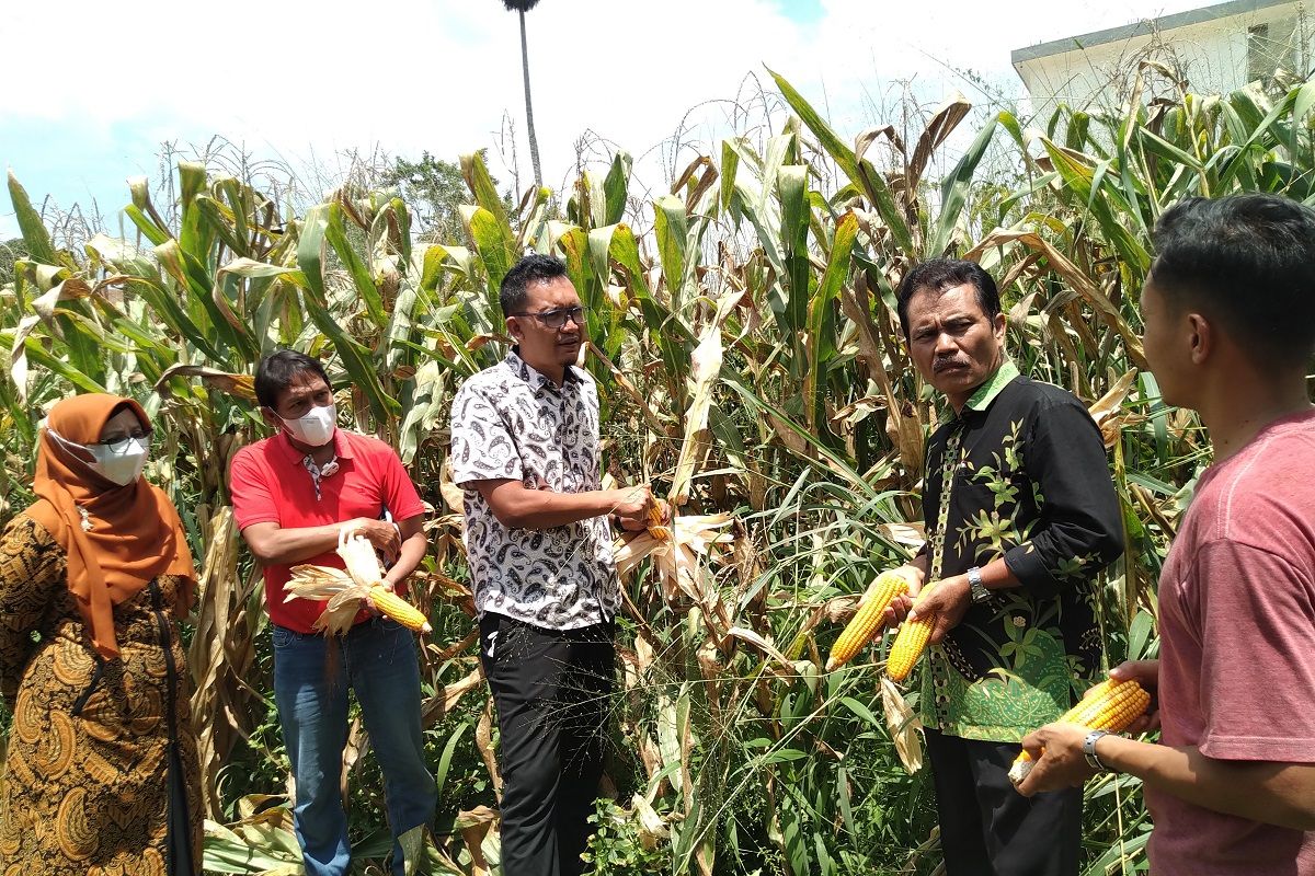 Mahasiswa pertanian UM panen tiga ton jagung
