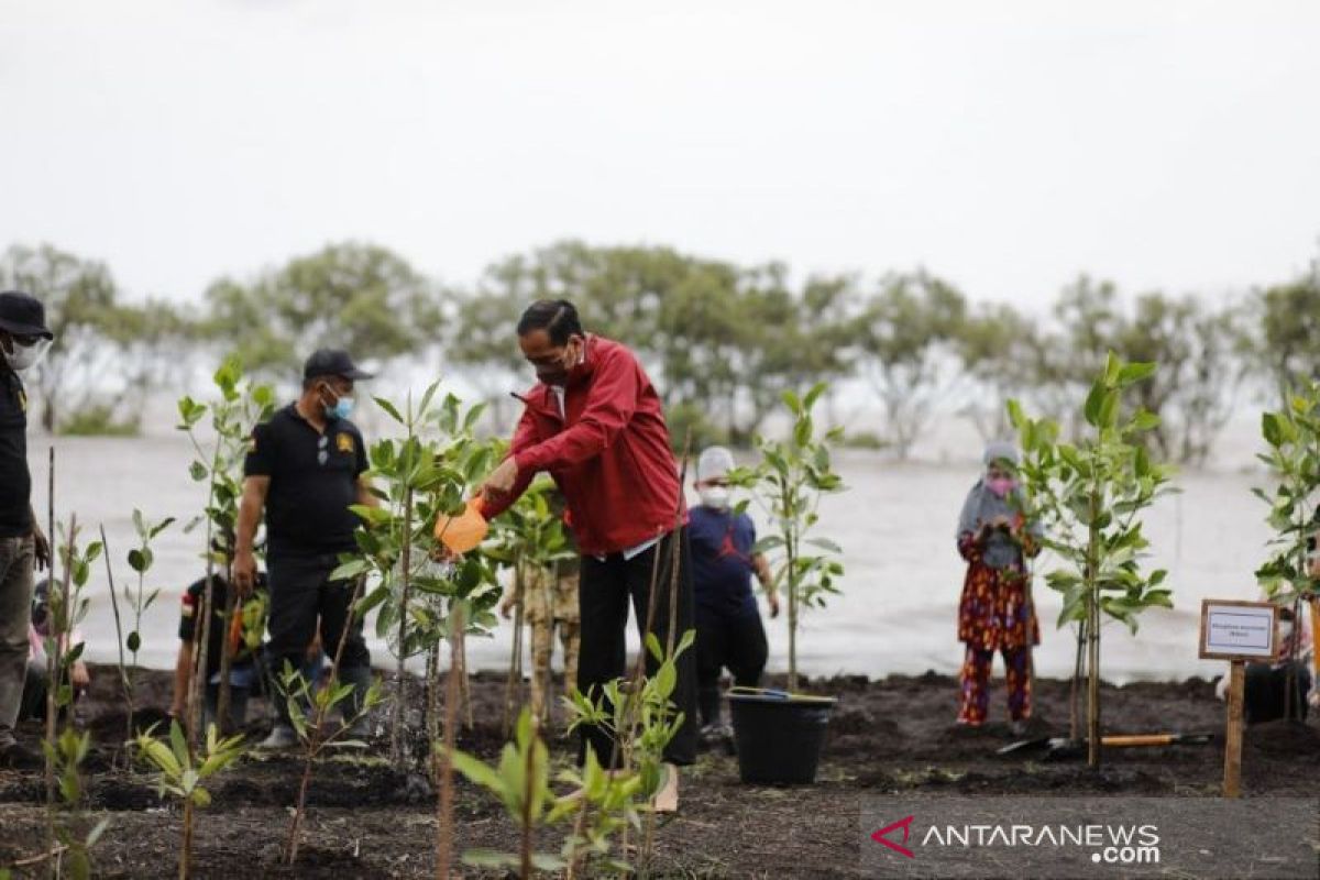 Presiden tanam mangrove di pulau terdepan Bengkalis