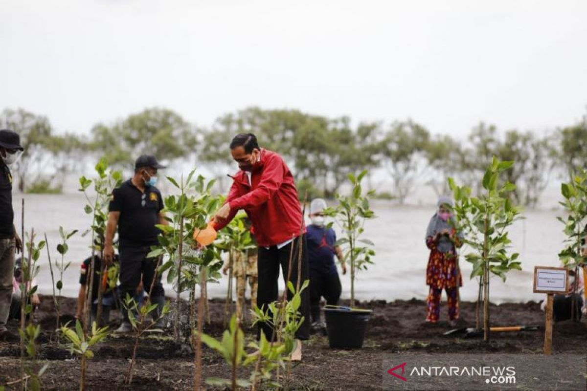 Presiden Jokowi tanam mangrove di pulau terdepan Bengkalis