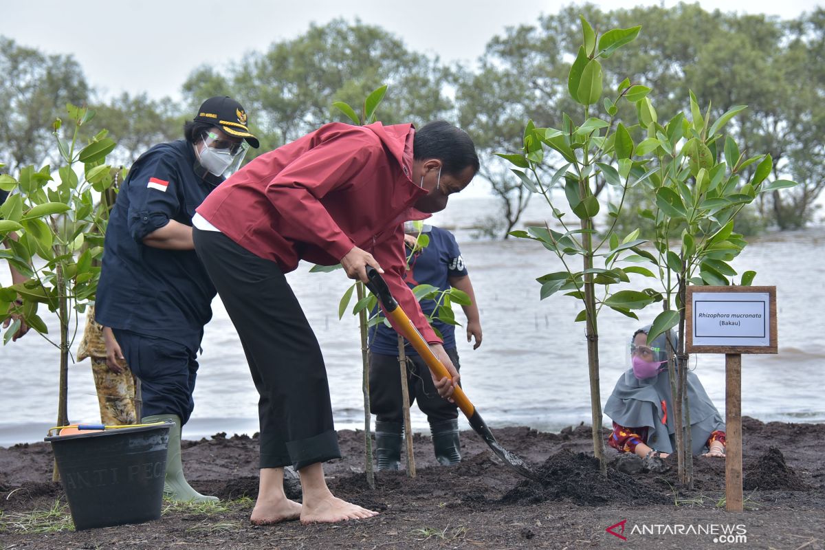 Presiden Jokowi tanpa alas kaki telusuri Pantai Raja Kecik