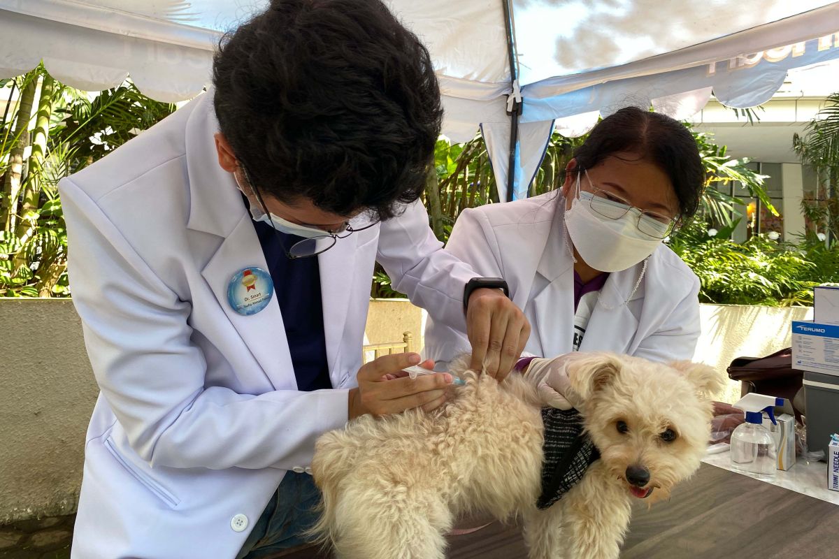 Pemkot Jakbar vaksinasi anti rabies 7.132 hewan peliharaan