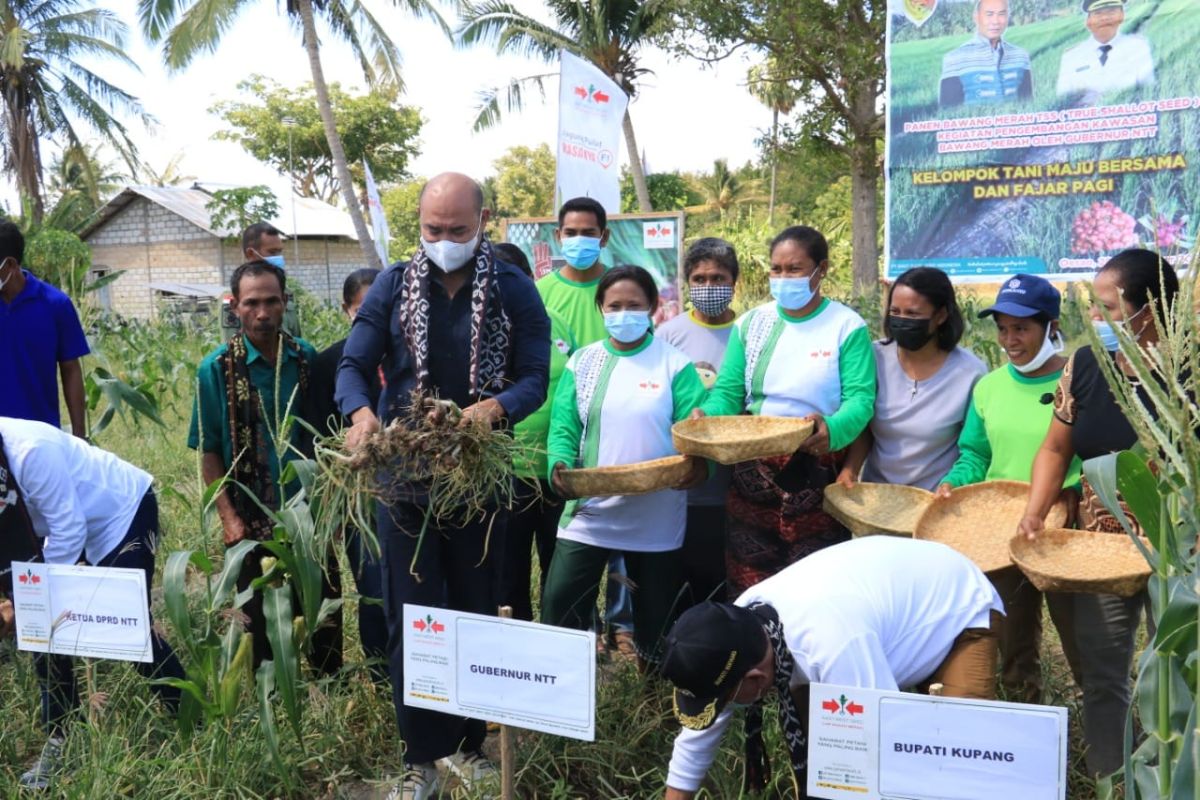 Pemda -  kelompok tani Kabupaten Kupang panen 20 ton bawang merah