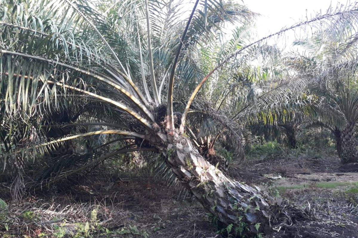 Sejumlah petani di Desa Lubuk Talang batal ikut program peremajaan sawit