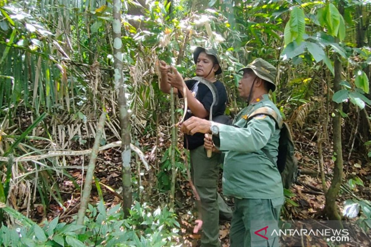 BKSDA Sultra hancurkan jerat anoa-rusa di kawasan suaka margasatwa