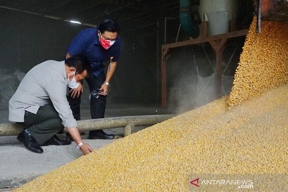 Mentan pastikan pasokan jagung ke perusahaan pakan berjalan normal