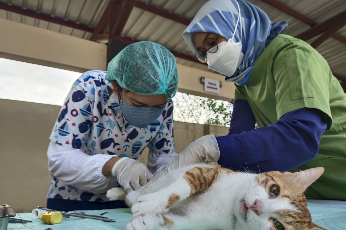 Balai Karantina Pertanian Palangka Raya gelar vaksinasi rabies gratis