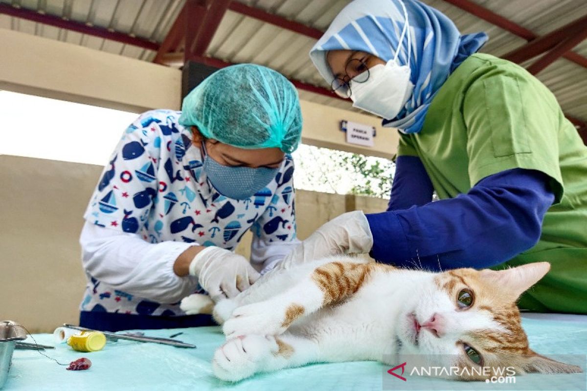 Balai Karantina Pertanian selenggarakan vaksinasi rabies gratis