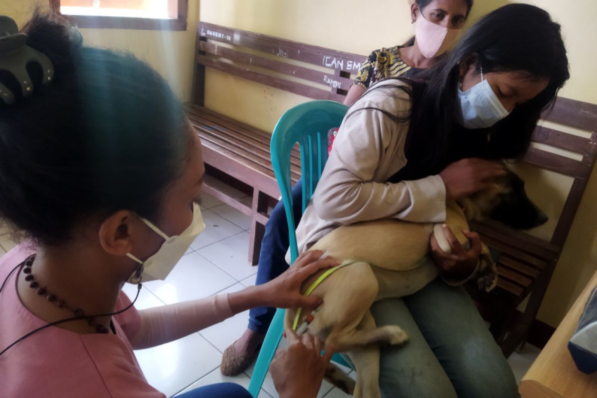 Pemkab Manggarai Barat ajak masyarakatnya cegah rabies dengan vaksinasi