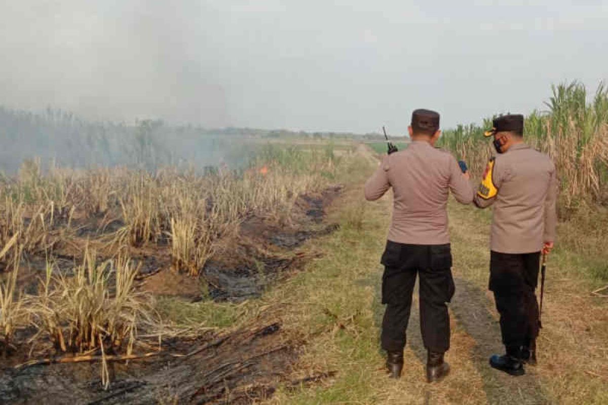 Polisi dalami kasus pembakaran lahan tebu