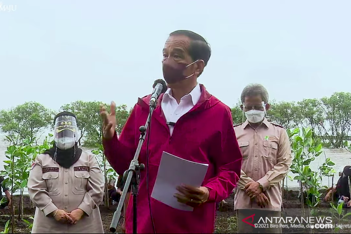 Presiden Jokowi: pemerintah akan rehabilitasi mangrove di seluruh tanah air