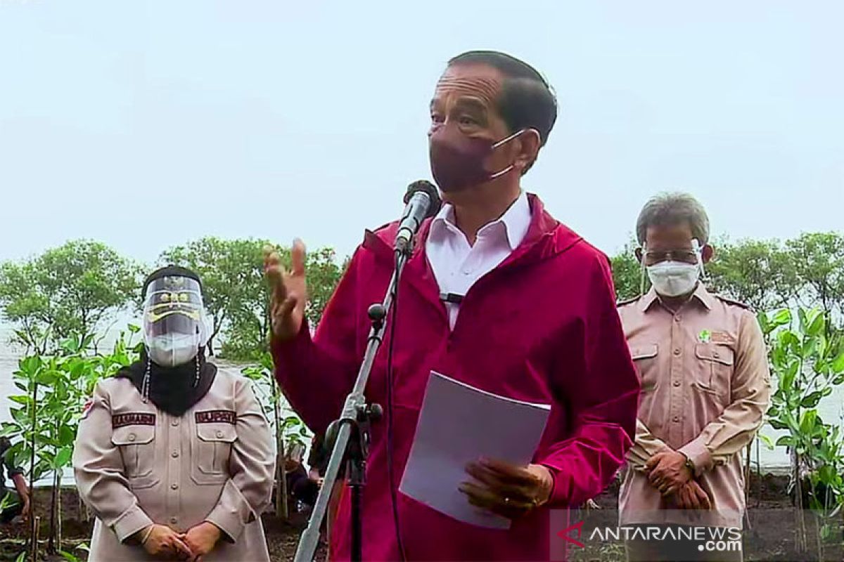 Jokowi tanam mangrove di pulau terdepan Bengkalis