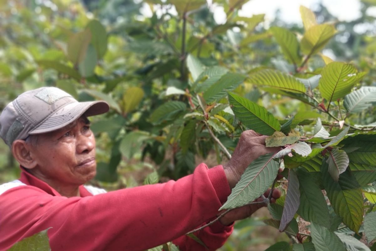 Pemkab Kapuas Hulu siap perjuangkan legalitas tanaman Kratom