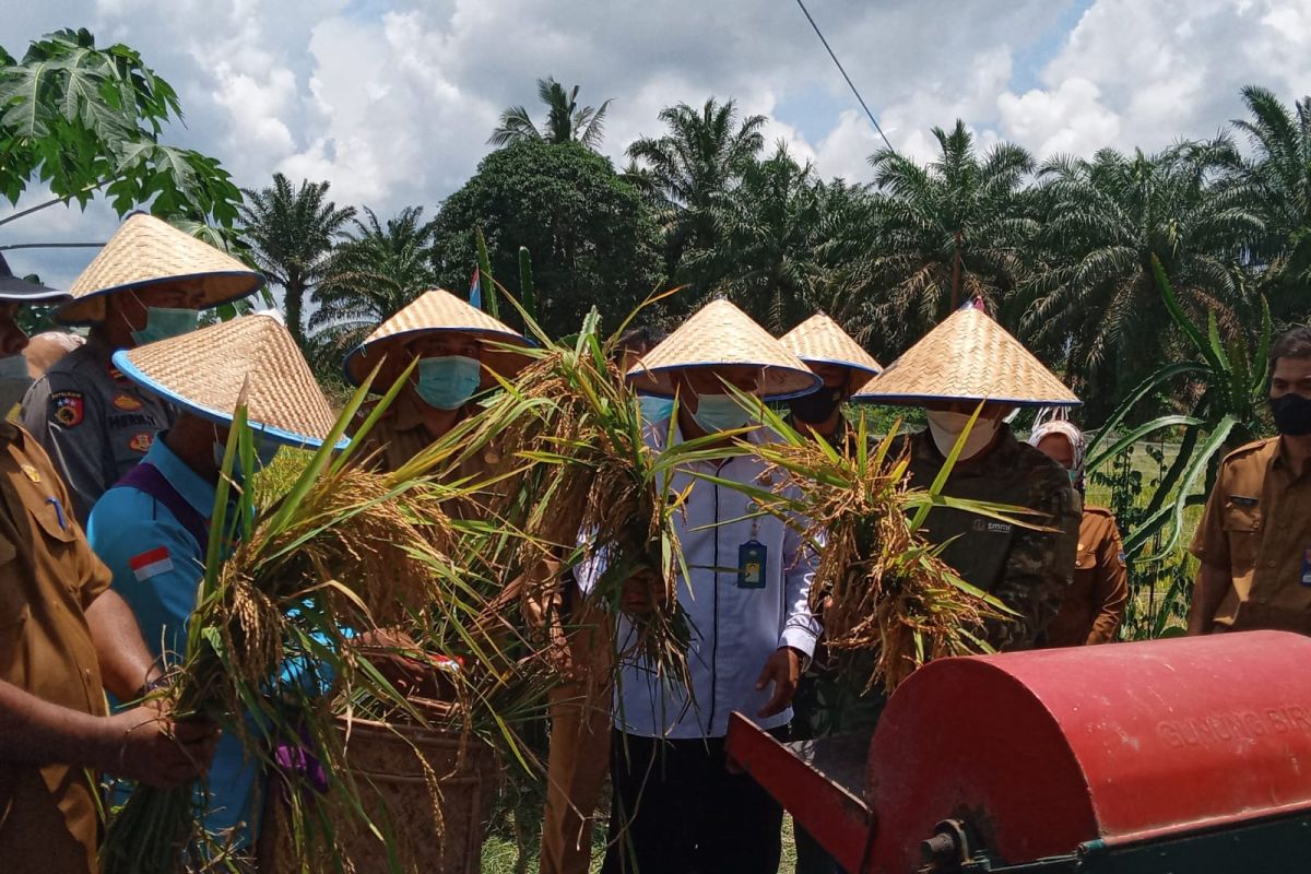 Sekolah Lapangan Iklim tingkatkan produksi padi Batanghari