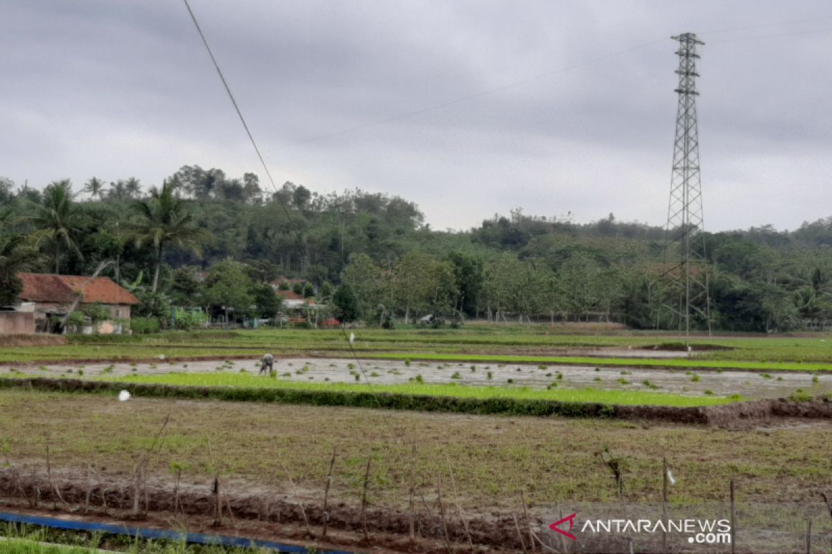 Ketersediaan air mencukupi, Dinas Pertanian Banyumas ajak petani lakukan percepatan tanam