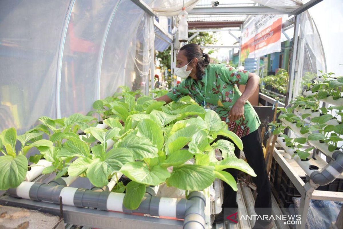 Pemerintah dorong "urban farming" jadi kawasan agrowisata