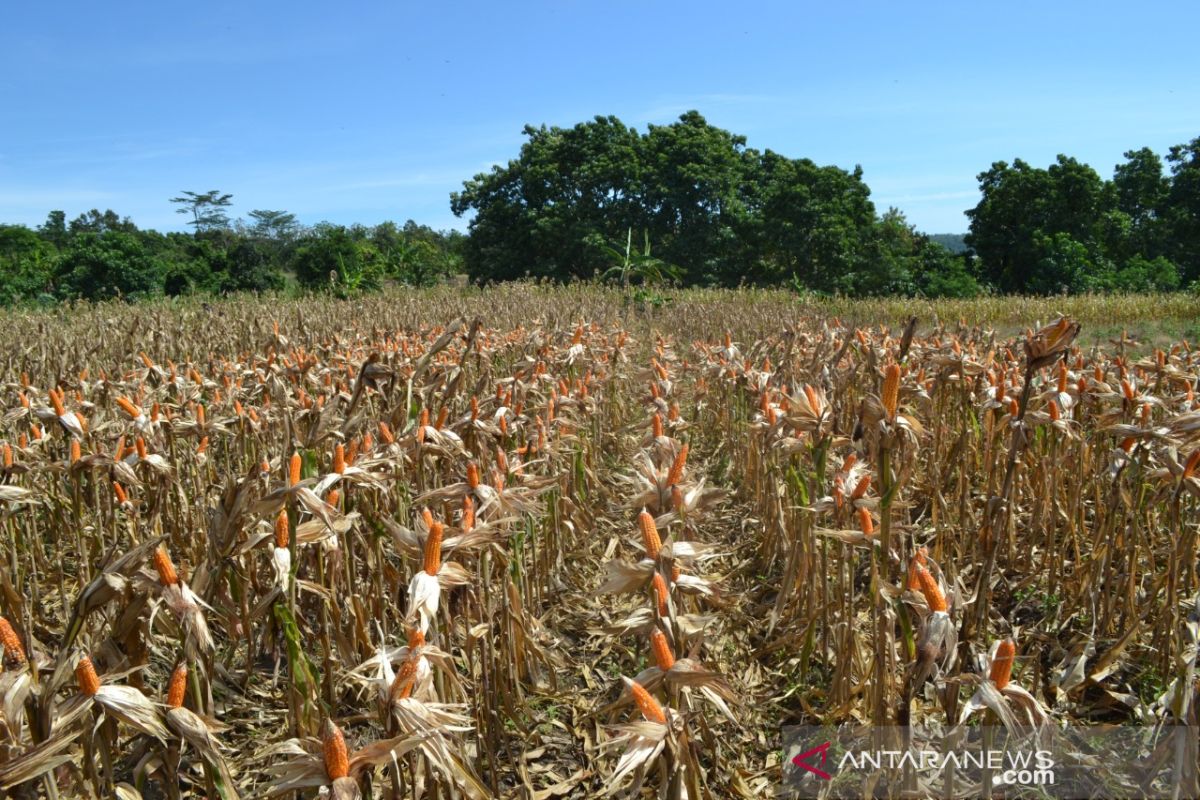BPTP Aceh produksi 1 ton benih jagung hibrida Nakula Sadewa 29