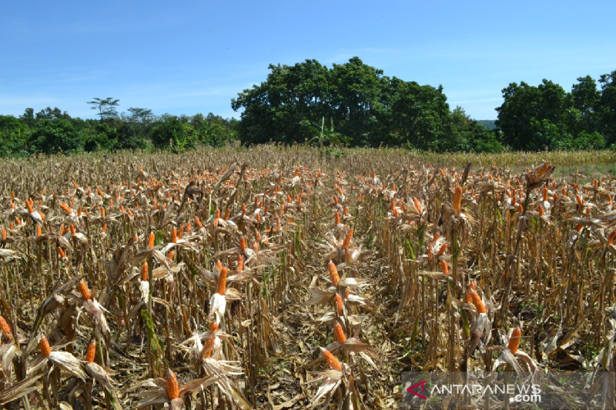 Pemkab Murung Raya dorong swasembada pangan lewat penanaman jagung hibrida