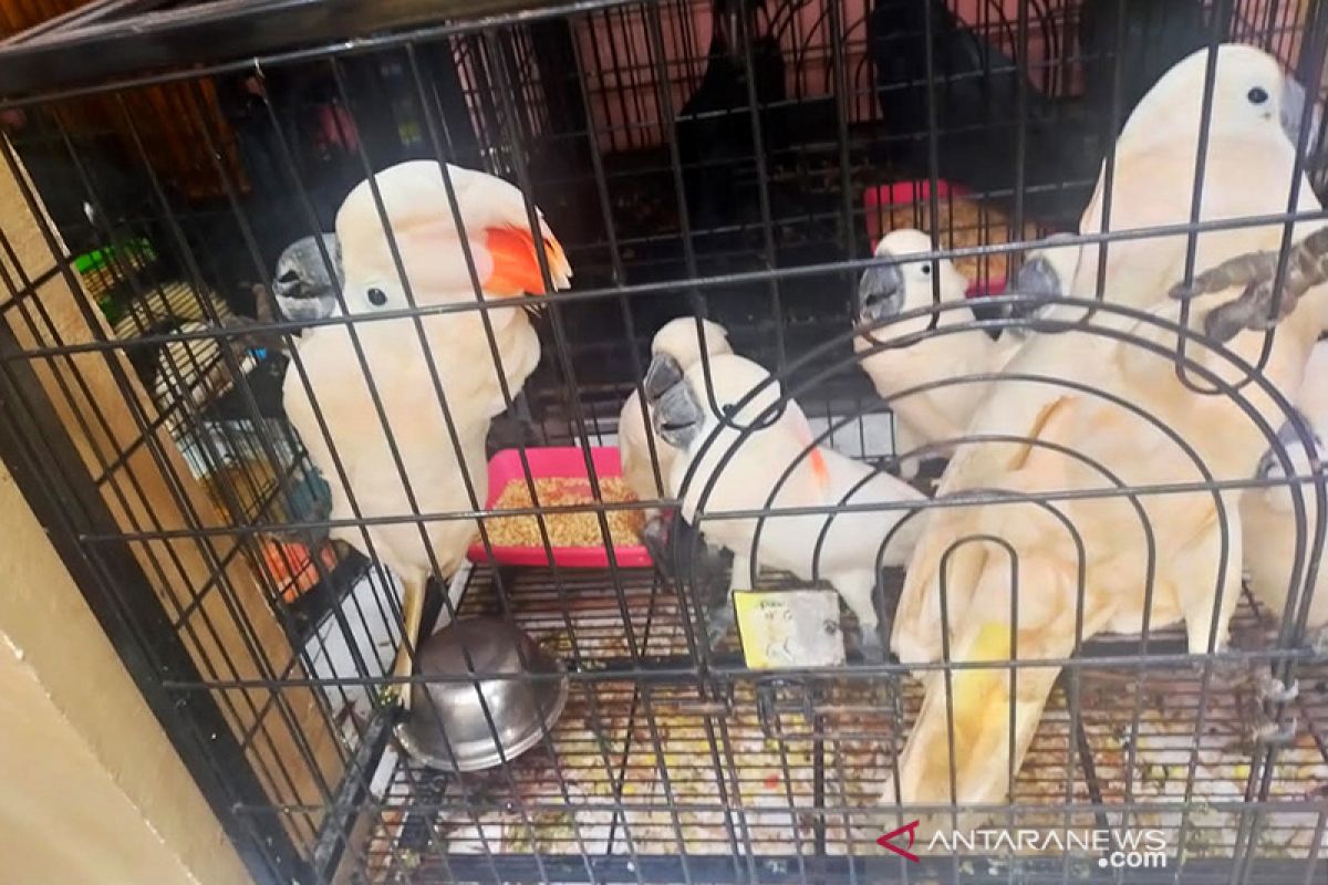 Polisi gagalkan penyelundupan 118 hewan dilindungi tujuan Thailand