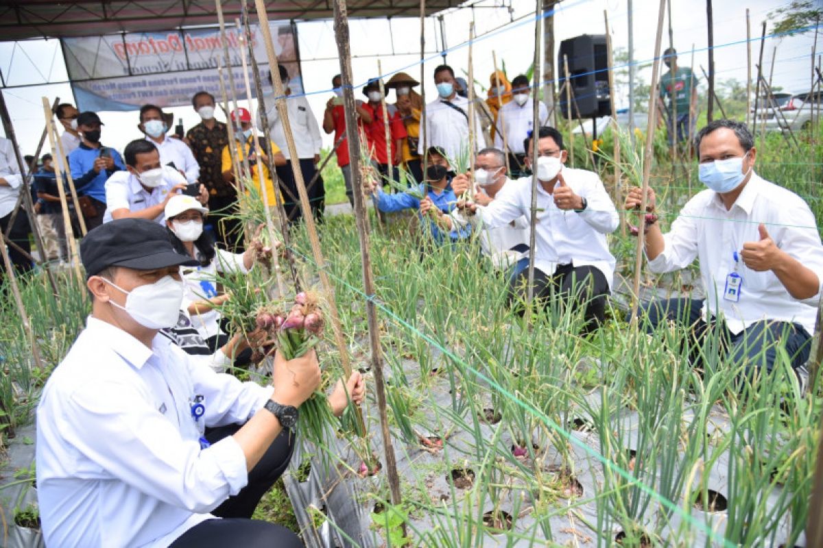 Wakil Bupati Sleman panen bawang merah lokananta dan ayam joper