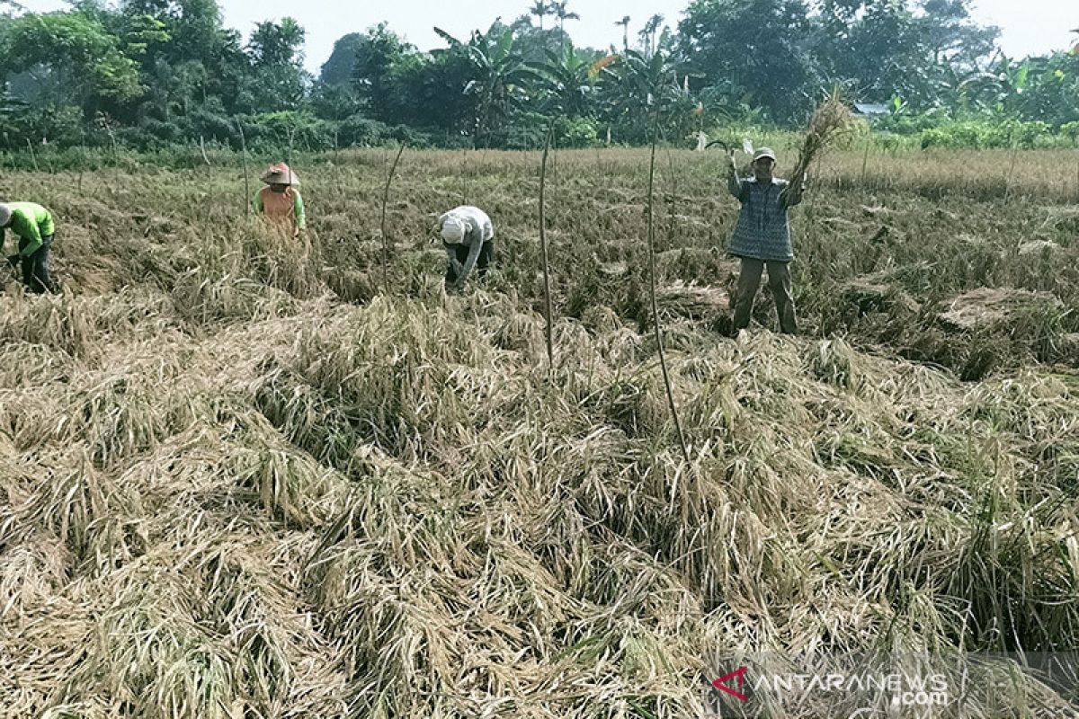 Sawah di Kalideres hasilkan 7,6 ton gabah