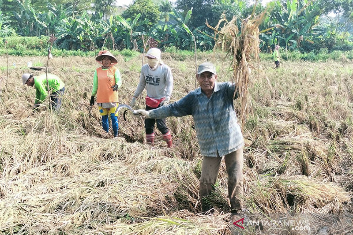 Beras dari sawah kawasan Joglo berkualitas premium