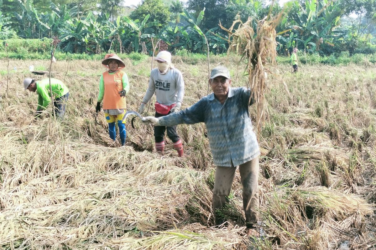Sudin KPKP Jakarta Barat bimbing petani padi agar hasil panen optimal