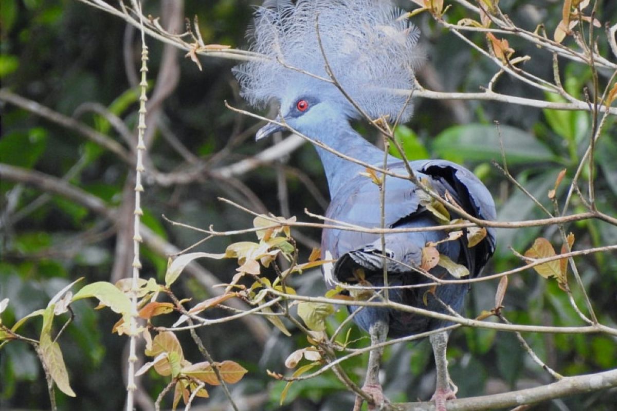 Sebanyak 37 burung endemik Papua dilepas ke alam liar