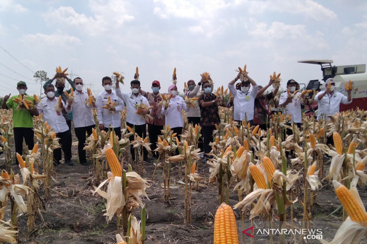 Mentan SYL pastikan stok jagung di dalam negeri aman