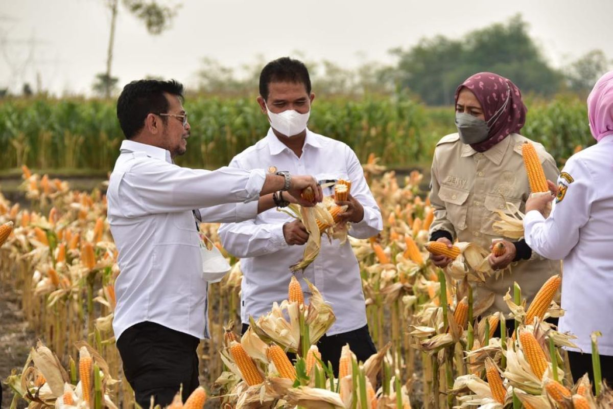 Mentan panen jagung di Grobogan di tengah pasokan yang melimpah