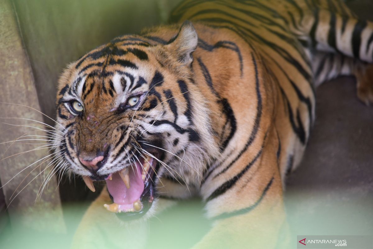 Petugas konservasi berupaya halau harimau pemangsa ternak di Mukomuko