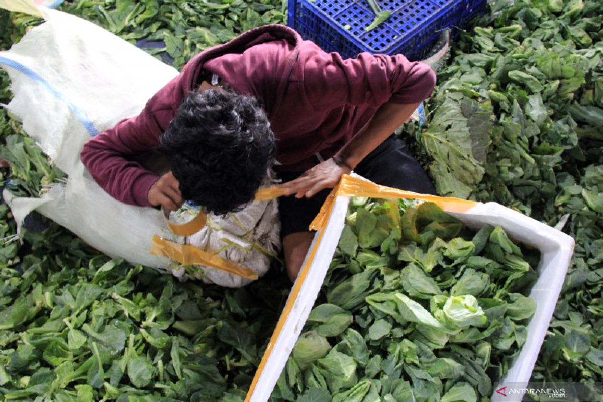 Perhoti dukung Food Estate Hortikultura dengan pasarkan produk lokal