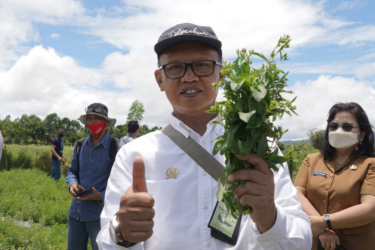 Kementan dorong perbenihan modern tanaman Stevia di Minahasa-Sulut