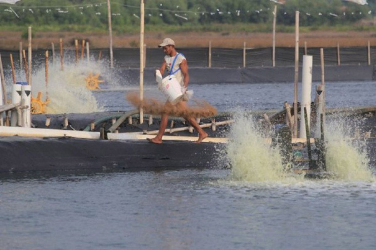 Pemkab Aceh Utara kembangkan di sektor perikanan tambak